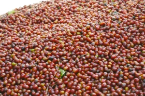 panama geisha auction lots – rare, premium coffee