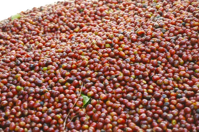Panama Geisha Premium Coffee-2026 Shopping