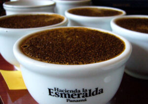 buy hacienda la esmeralda geisha