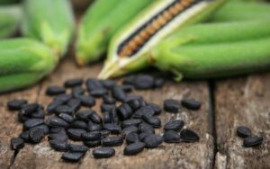 premium black sesame seeds bulk supplier | organic black sesame seeds wholesale