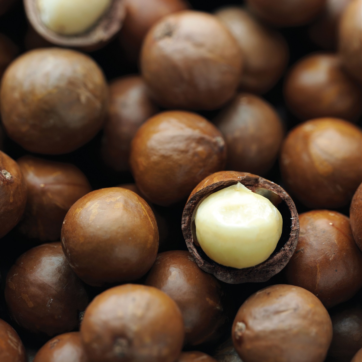 Order certified edible gold-leafed macadamia nuts