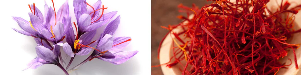 buy saffron direct from exporter 