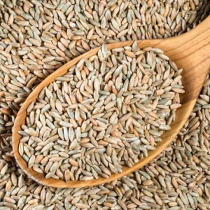 buy bulk buckwheat grain exporter company 
