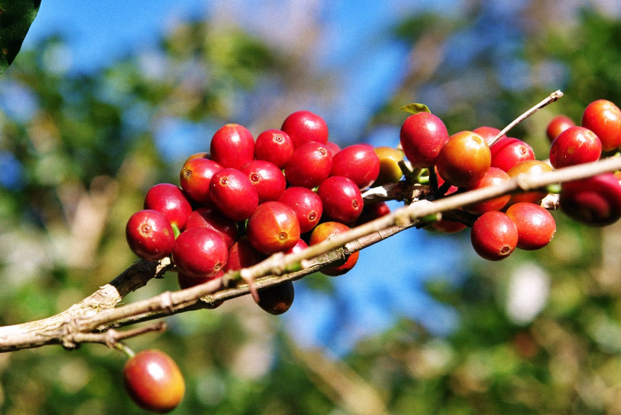buy Panama Geisha coffee beans online, Geisha coffee for sale, premium coffee beans for sale, luxury coffee beans online, 